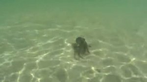 выпускаем осьминога, атака чернилами