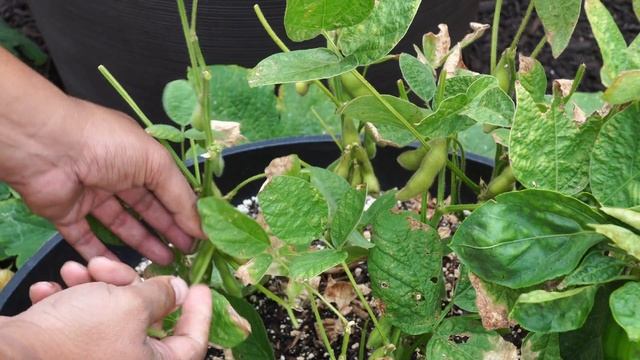 Cultivate Your Own Edamame: A Guide To Growing And Enjoying Soybeans!