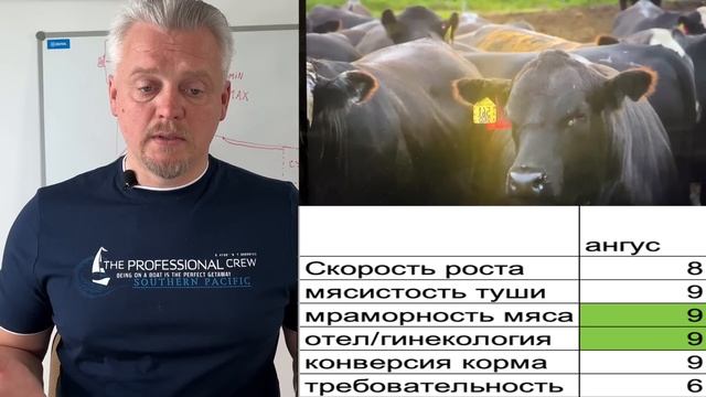 Какая мясная порода лучше?