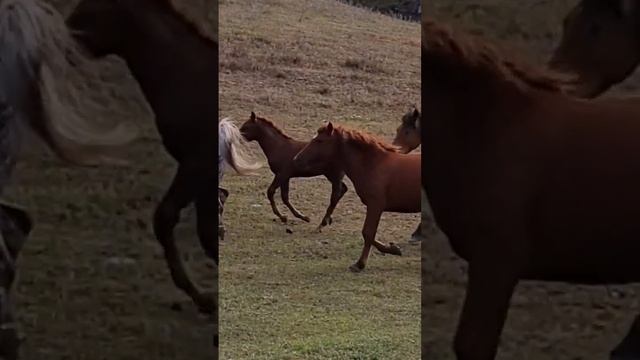 Утро в горах #алтай #горы #природа #красиво #дорога #животные смотреть онлайн