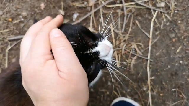 Сад-огород. Зверье мое. Оладьи из кабачков. смотреть онлайн