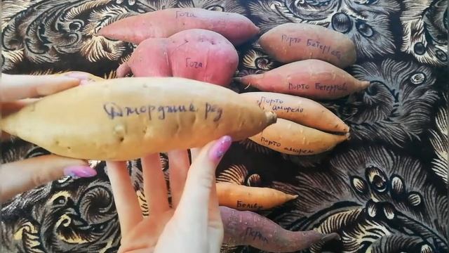 № 99 Батат, сорта в Украине, распаковка от канала, где купить клубни батата смотреть онлайн