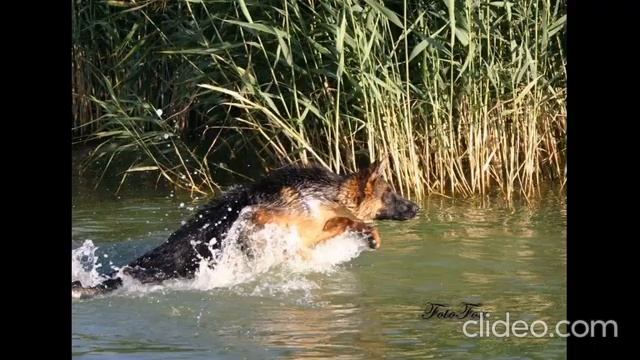 Последние заплывы ))) смотреть онлайн