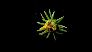 Цветы распускаются под музыку П. И. Чайковского - Вальс цветов (Tchaikovsky - Waltz of the Flowers)