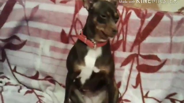 ЗНакомство с Лапой #1