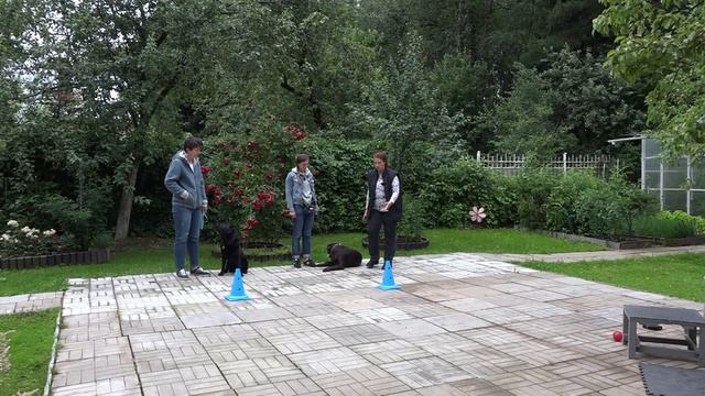 ДТ-196. Самостоятельный лабрадор или почему хозяйка лишняя на прогулке смотреть онлайн