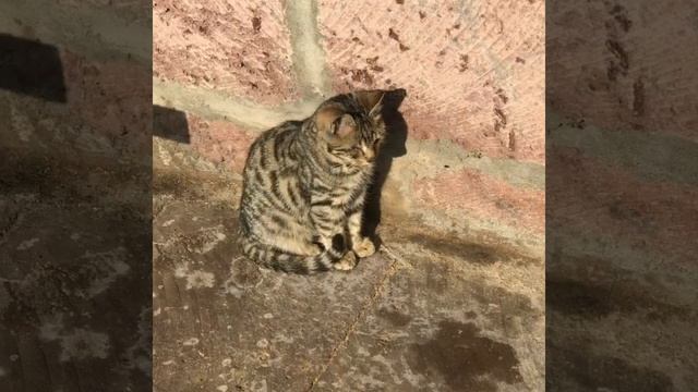 Пенёк -столик. Сделал муж . #пенекстолик #пенек #подставка #столик смотреть онлайн