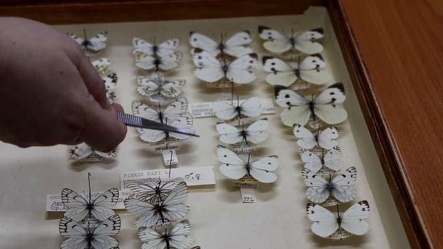 Хранитель энтомологической коллекции ГБМТ Наталья Минкина рассказывает о коллекции бабочек