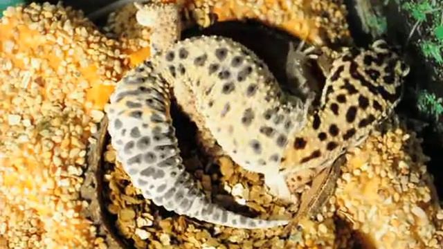 Линька эублефара