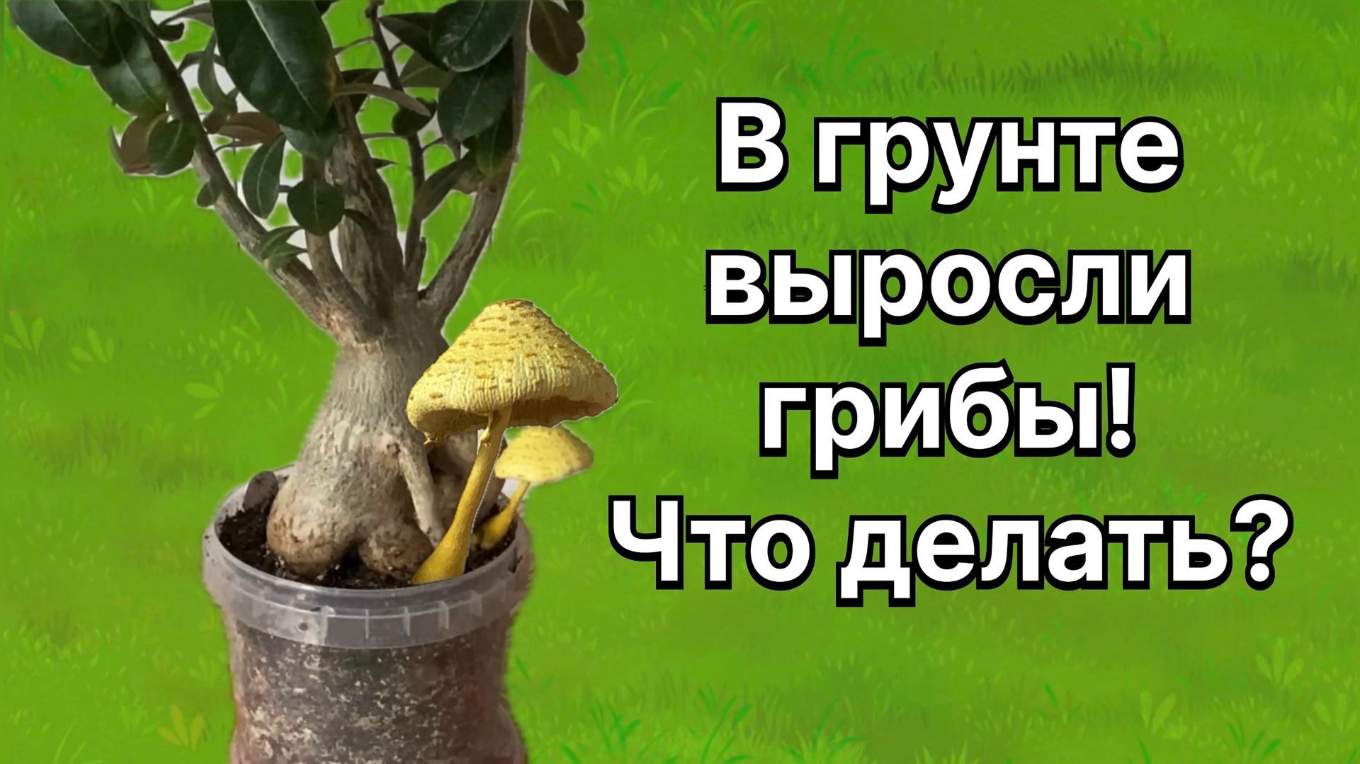 Адениум завел себе «Друзей». Грибы в грунте! Это вредно для растения? Что делать? 9 августа 2024 г смотреть онлайн