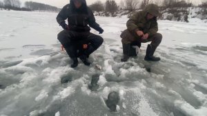 Ловля на покаток, река Дон. Ловля плотвы и густеры зимой. #покаток #плотва #густера #дон #лещ