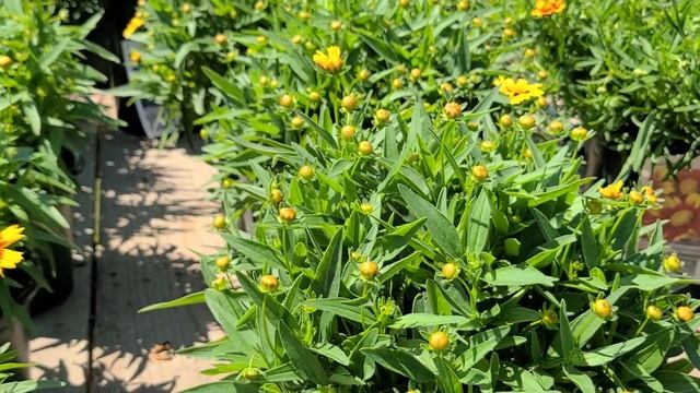 Coreopsis Uptick™ 'Gold and Bronze' & 'Yellow and Red' (Tickseed) // COLORFUL?, Long-Blooming?⌛? ! смотреть онлайн