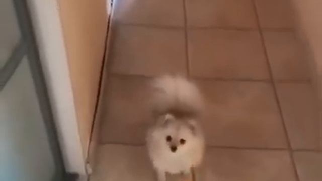 Сдавайся немецкий шпиц смотреть онлайн
