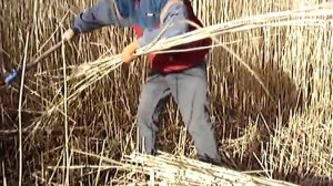 Техника ручной резки камыша