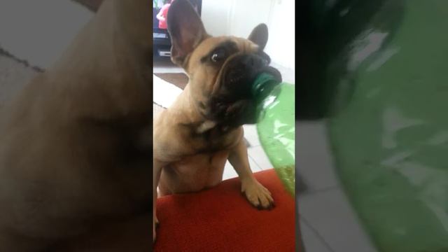 French bulldog (6 month) Французский бульдог смотреть онлайн