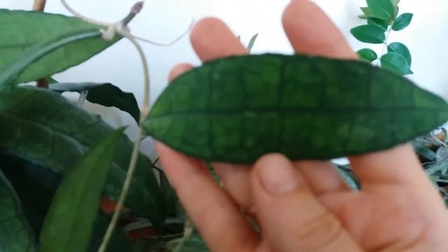 Hoya finlaysonii Хойя финлейсона. Цветение смотреть онлайн
