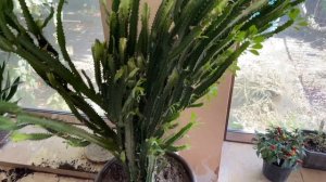 Рухнул Молочай Трехгранный. Срочная пересадка и обрезка Молочая.