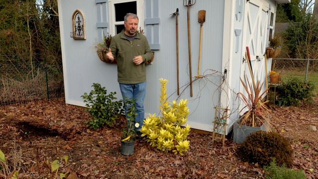 HELP! - I may have a Camellia problem смотреть онлайн