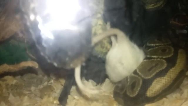 Feeding my ballpoint python смотреть онлайн