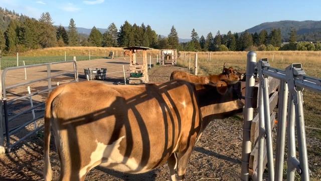 Fall on the Farm: Cows, Concrete, Cheese Cave Update смотреть онлайн