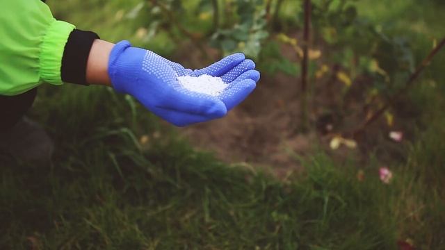 Подготовка роз к зиме. Часть 1 смотреть онлайн