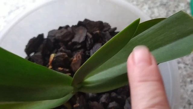 Полив и обзор орхидей 28.01.2023г.Часть 2.???