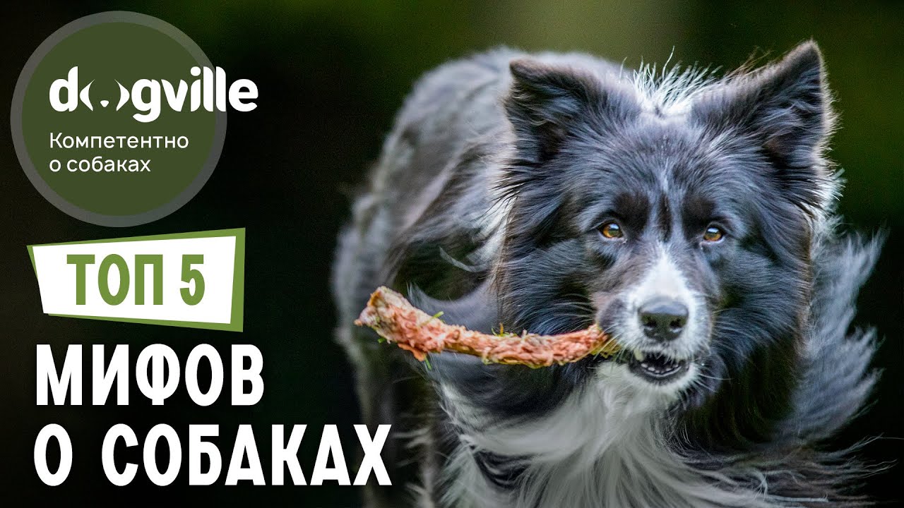 ТОП 5 - МИФОВ о собаках, в которые мы верим смотреть онлайн