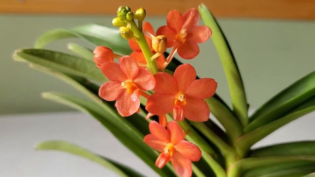 Sophie's Garden 明艳勤花的小型万代兰 Vanda Wacharin смотреть онлайн