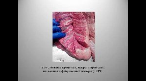 Вахрушева Т.И. Пастереллез сельскохозяйственных животных и птиц