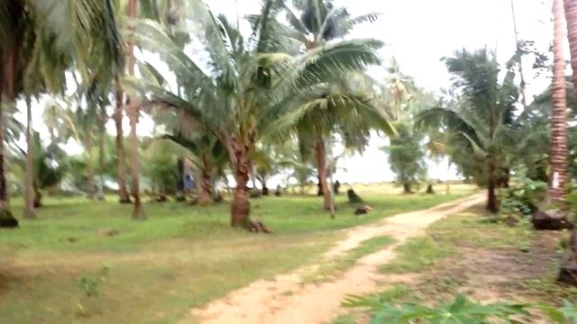 Сыроедение. Йогурт из кокоса. Рецепт. смотреть онлайн