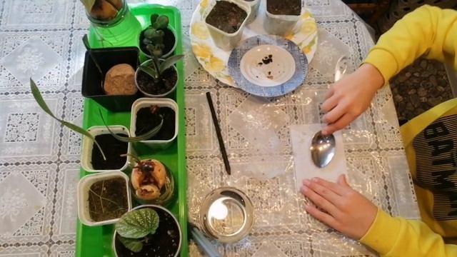 Как вырастить драконий фрукт! #ДРАКОНИЙФРУКТ #питахайя смотреть онлайн