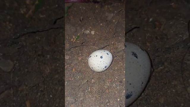 У перепелов линька