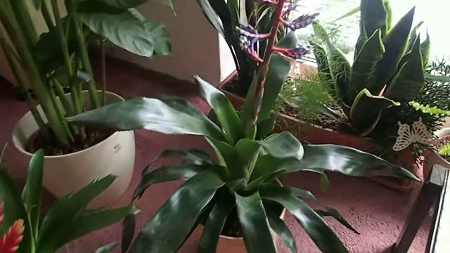 Heliconia, Vriesea & Aechmea смотреть онлайн