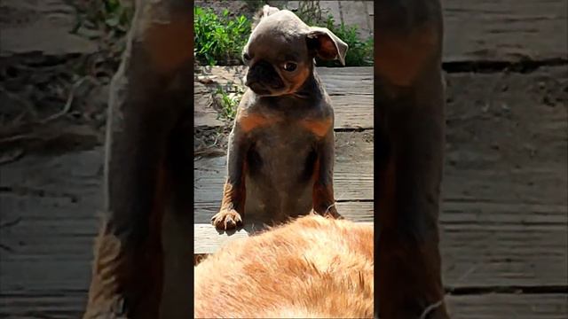 голубая девочка пти-брабансон 7 нд