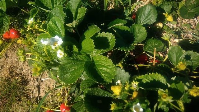 Лучшие сорта ремонтантной клубники.Сорт Мурано смотреть онлайн