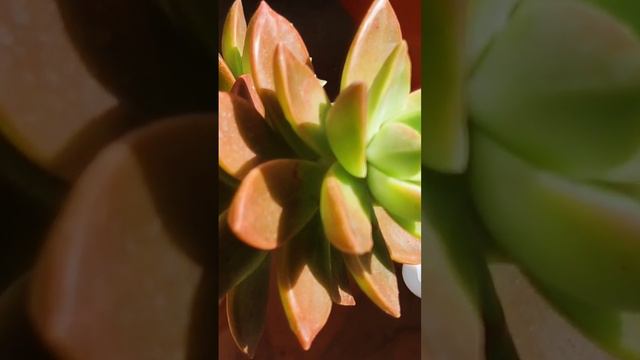 Sedum California Sunset смотреть онлайн