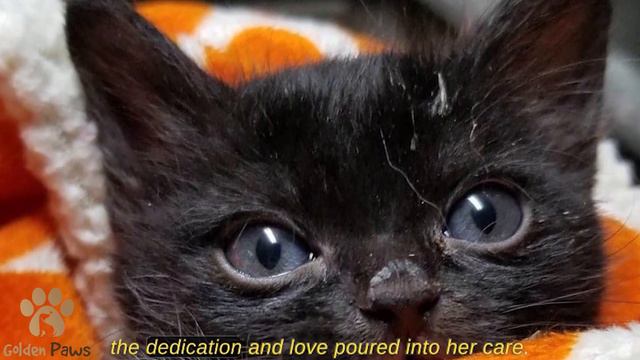 There was a Miniature Kitty About the Size of a Little Finger Crawling Down the Street смотреть онлайн