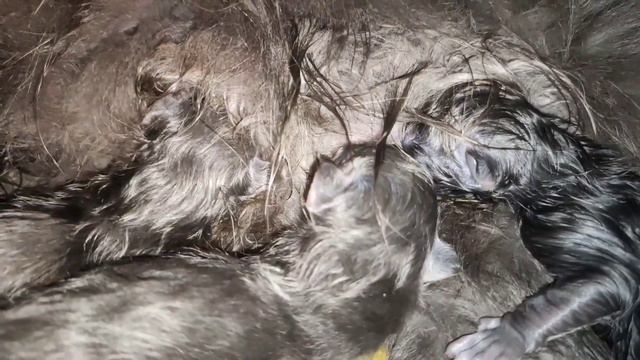 Новорожденные котята мейн-кун, 30 июля - настоящие львы 🐱 смотреть онлайн