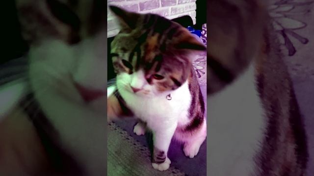 Ксюшка - царапушка / Смешные кошки смотреть онлайн