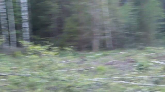 Русские Пегие Гончие - Потешка и Утешка