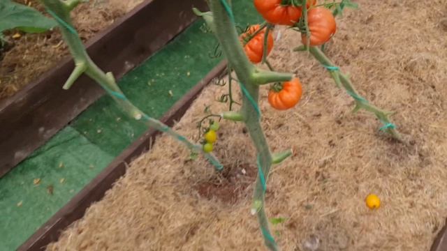 Я БЫЛА в ШОКЕ! МЕГА УРОЖАЙНЫЕ и СУПЕР ВКУСНЫЕ сорта томатов смотреть онлайн