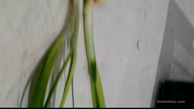 Выборок Штутгарта - до 100% выхода пера! смотреть онлайн