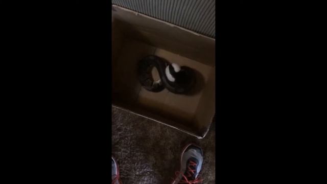 Ball python kills rat in slow motion- good eater смотреть онлайн