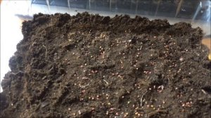 Сеем семена клубники Мурано