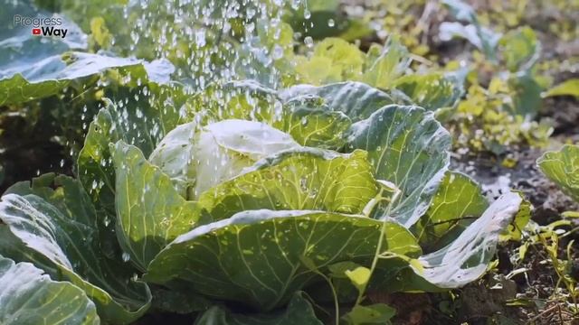 50 ЛЕТ ДЕЛАЮ ТАК! МОШКИ НА КАПУСТЕ НЕ БУДЕТ НИКОГДА! смотреть онлайн