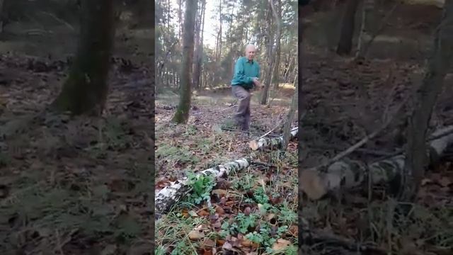 Заготовка дров. 7 ноября.