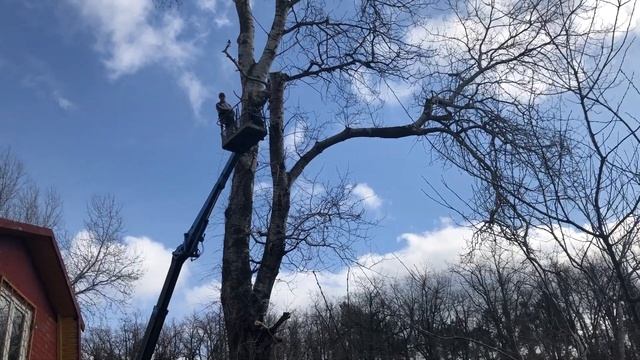 Кронирование деревьев 8900253 33 30 смотреть онлайн