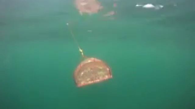 MacGregor 19 FOR SALE 50hp 2009 Yamaha 4 Stroke Fuel Injected Outboard смотреть онлайн