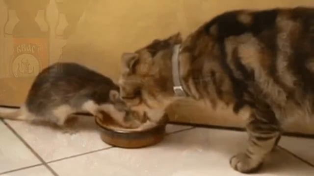 ПОЁТ КОНСТАНТИН КУКЛИН: - ХИТРЫЙ КОТ смотреть онлайн