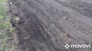 Посев горчицы белой на сидераты сеялкой СМ-6 ТМ "Пахарь".